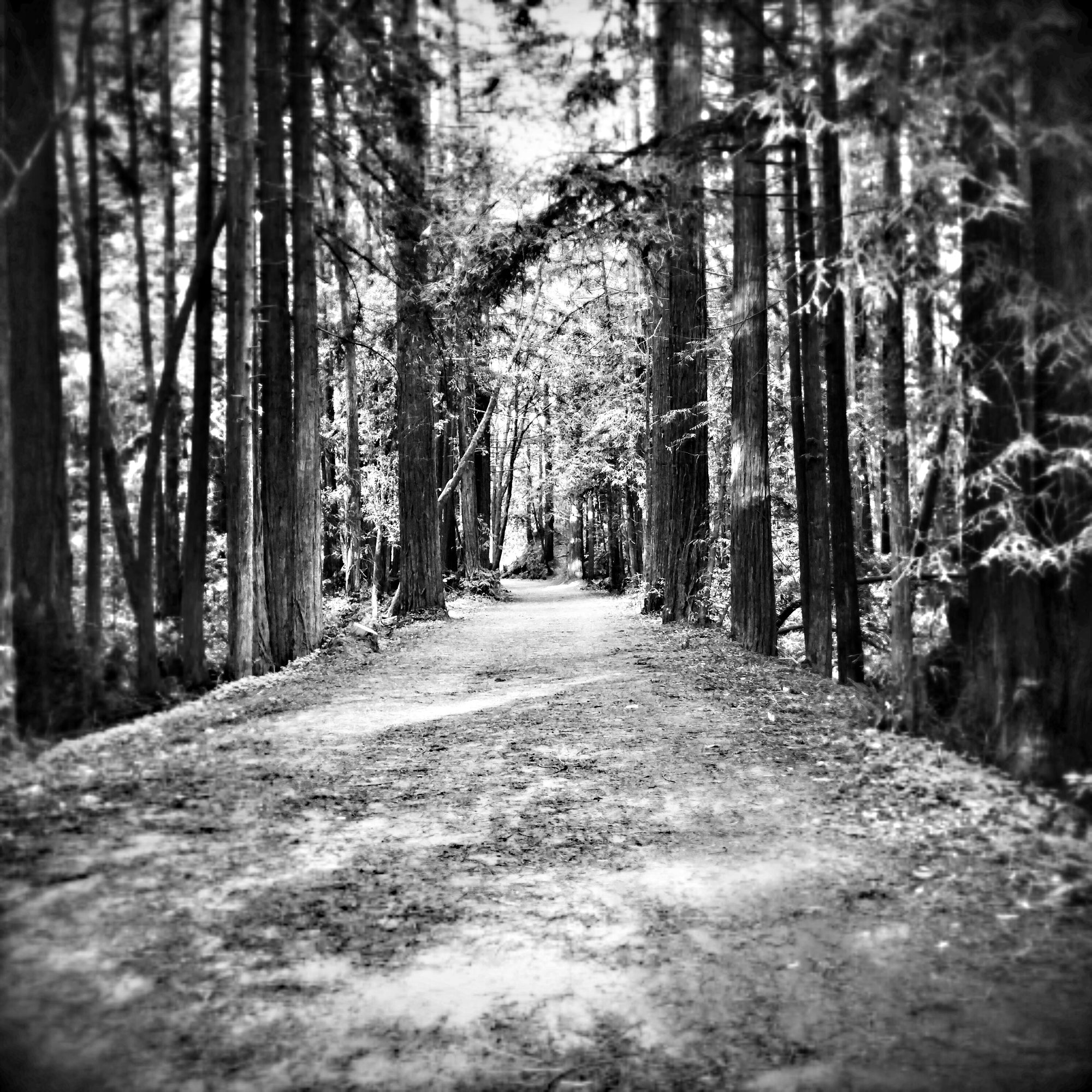 Wooded path with tall trees on both sides in black and white at Nisene Marks State Park, CA