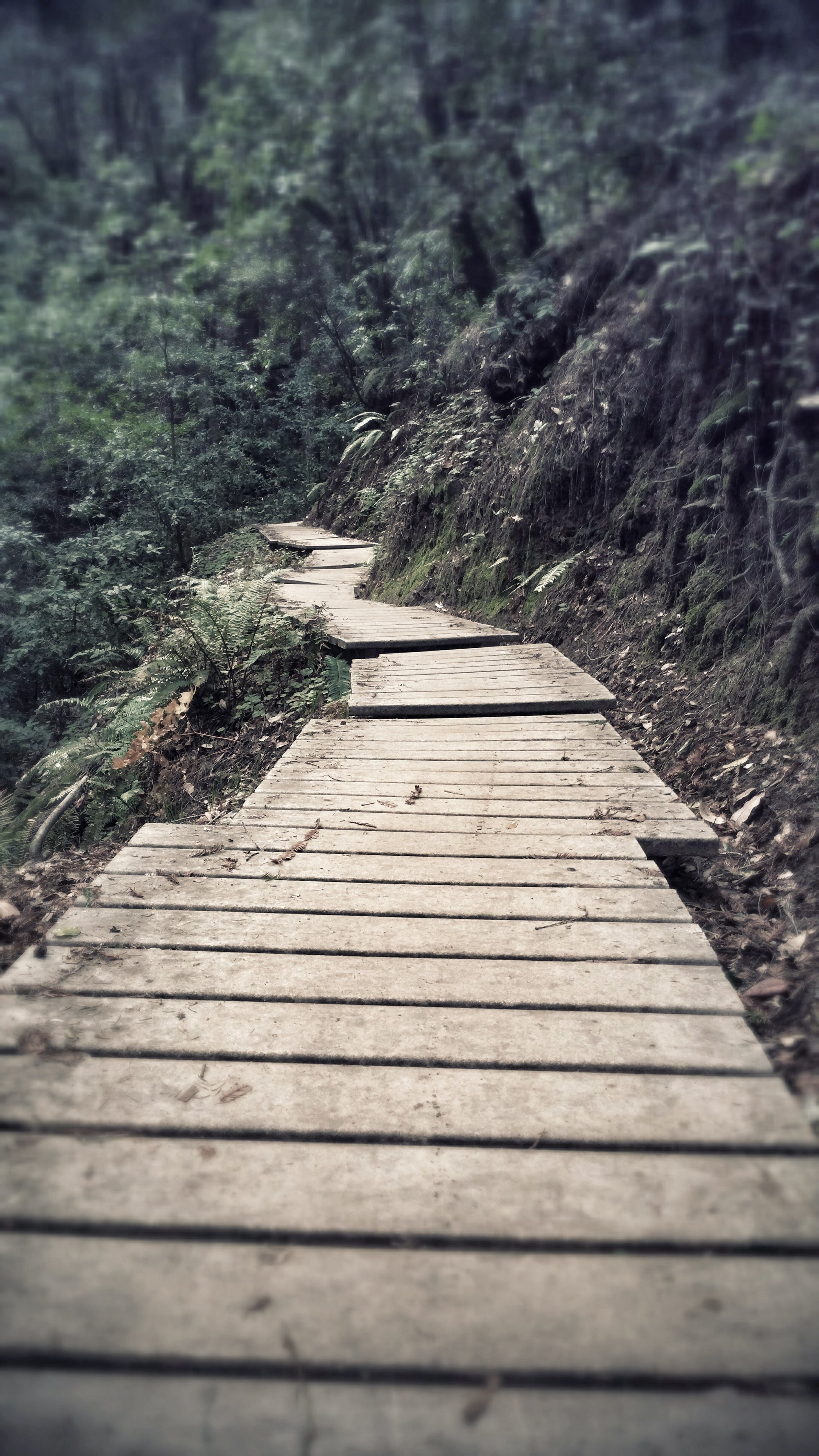 Wooden pathway winding through a forest in Nisene Marks State Park, CA