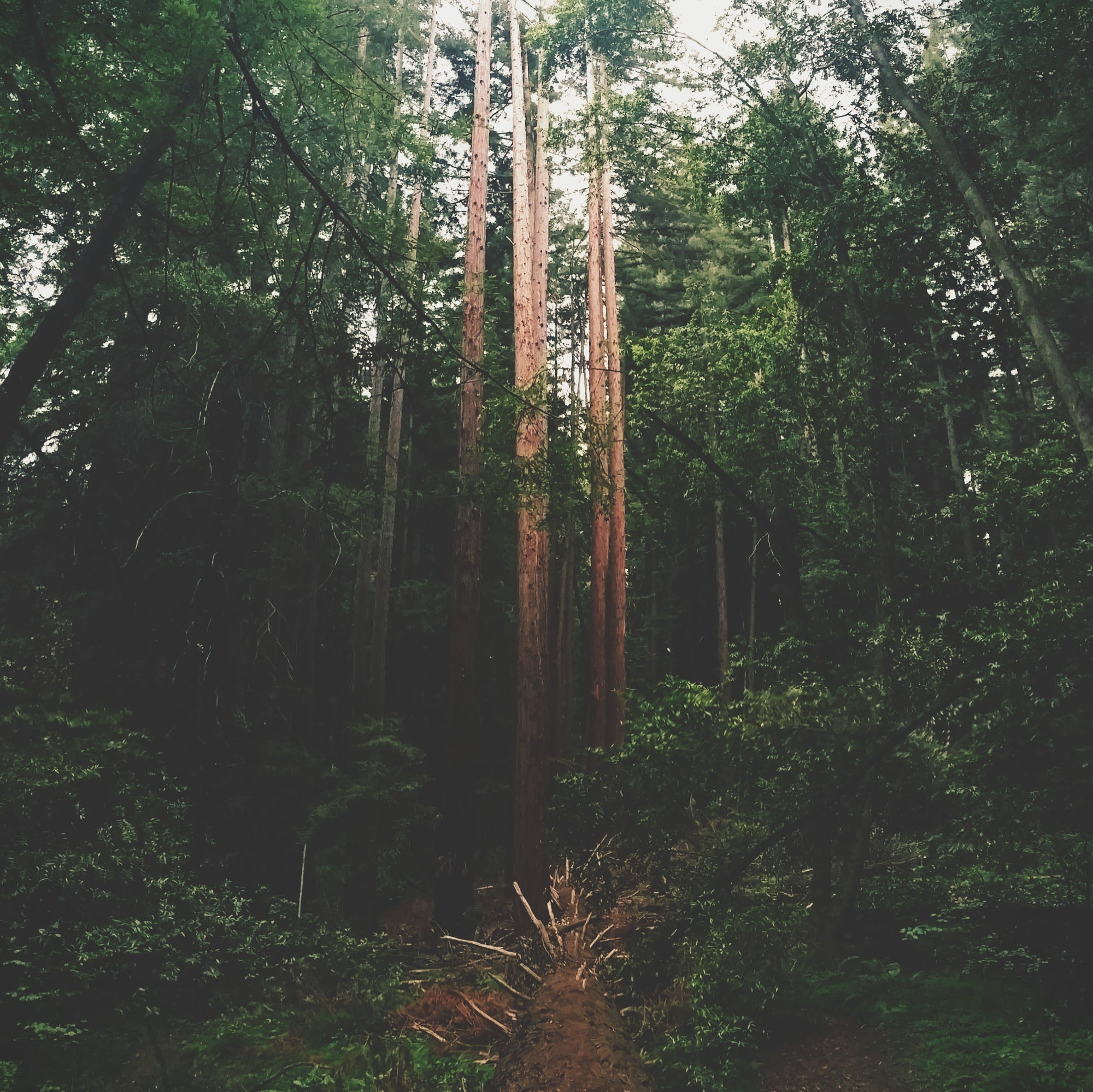 Tall trees in a dense forest with sunlight filtering through the leaves in Henry Cowell State Park, CA