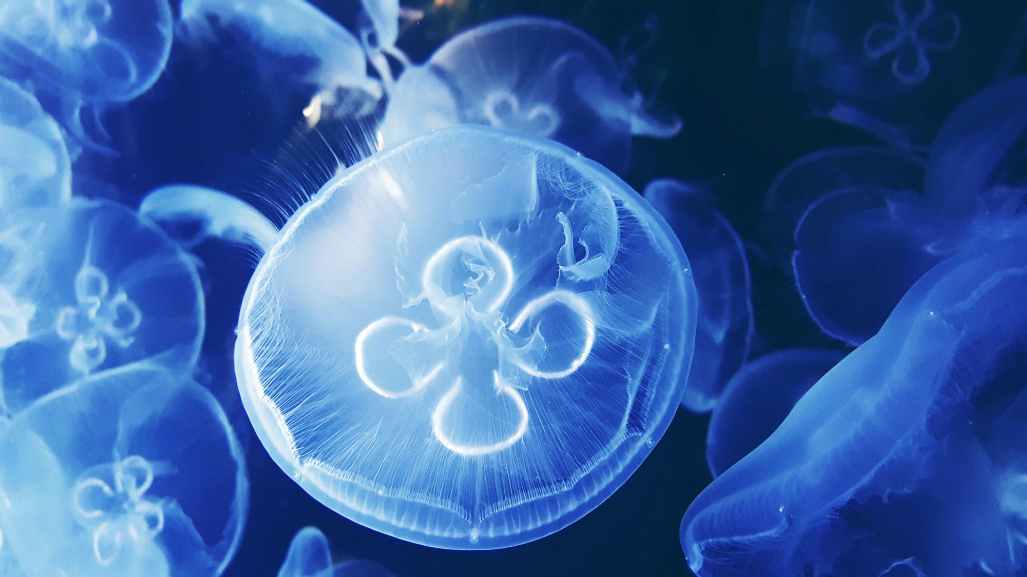 Close-up of a jellyfish with a blue and white color scheme at Houston Zoo Aquarium.