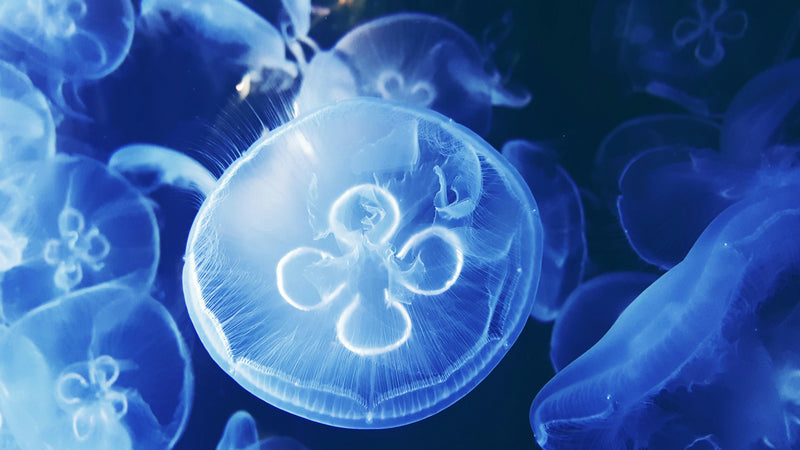 Close-up of a jellyfish with a blue and white color scheme at Houston Zoo Aquarium.