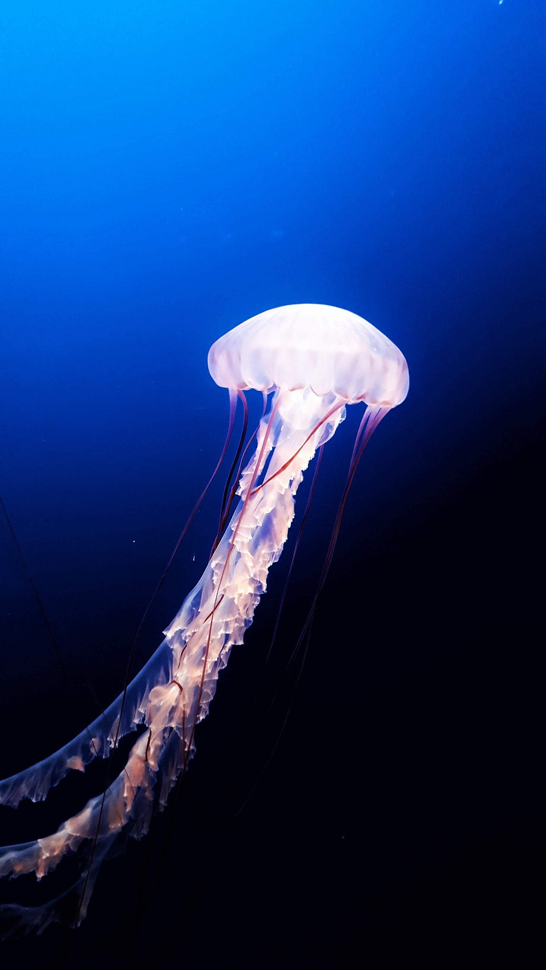 Jellyfish swimming in deep blue water at Monterey Bay Aquarium