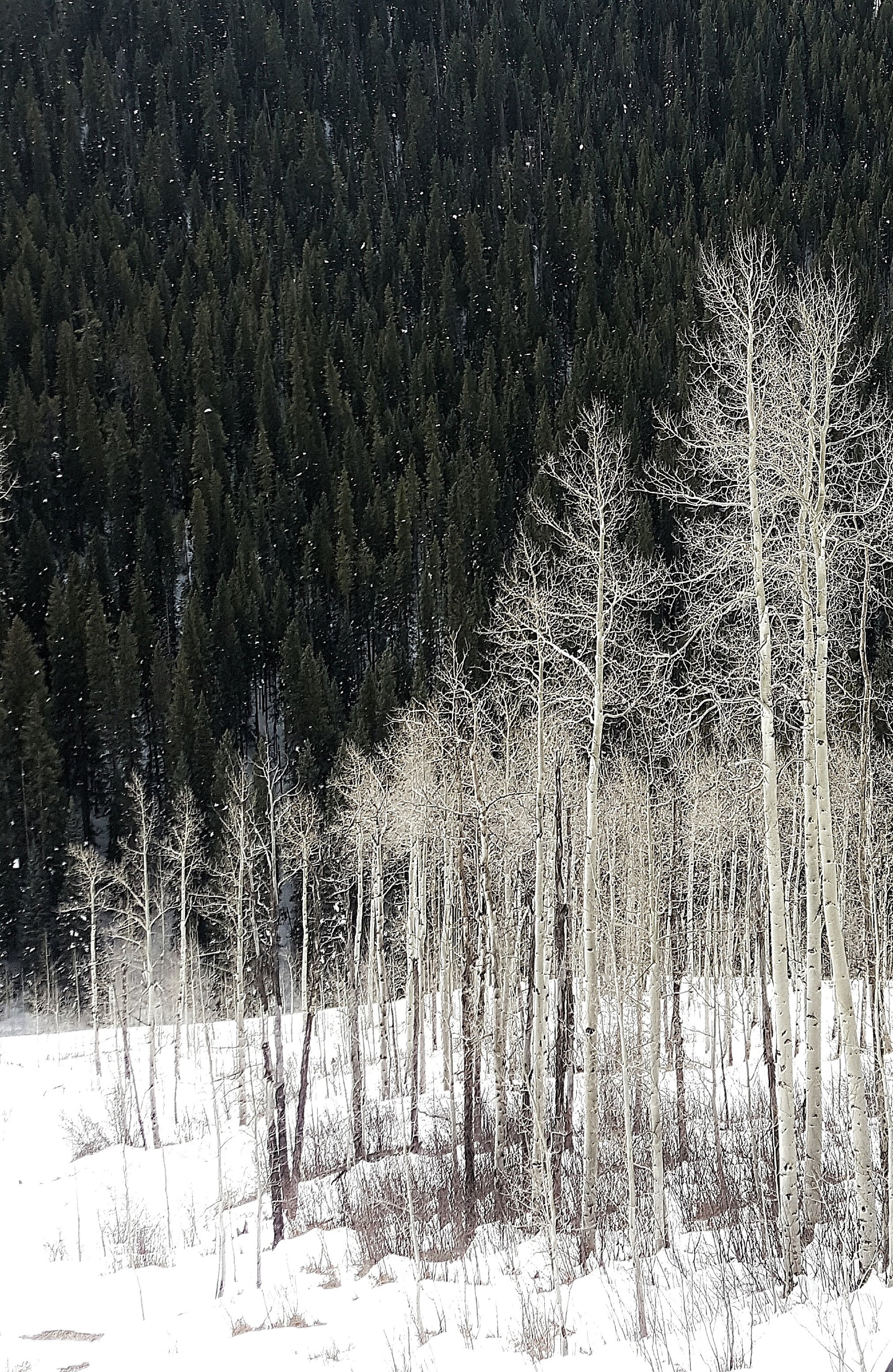 Vail, CO - Snow-covered trees in a forest during winter