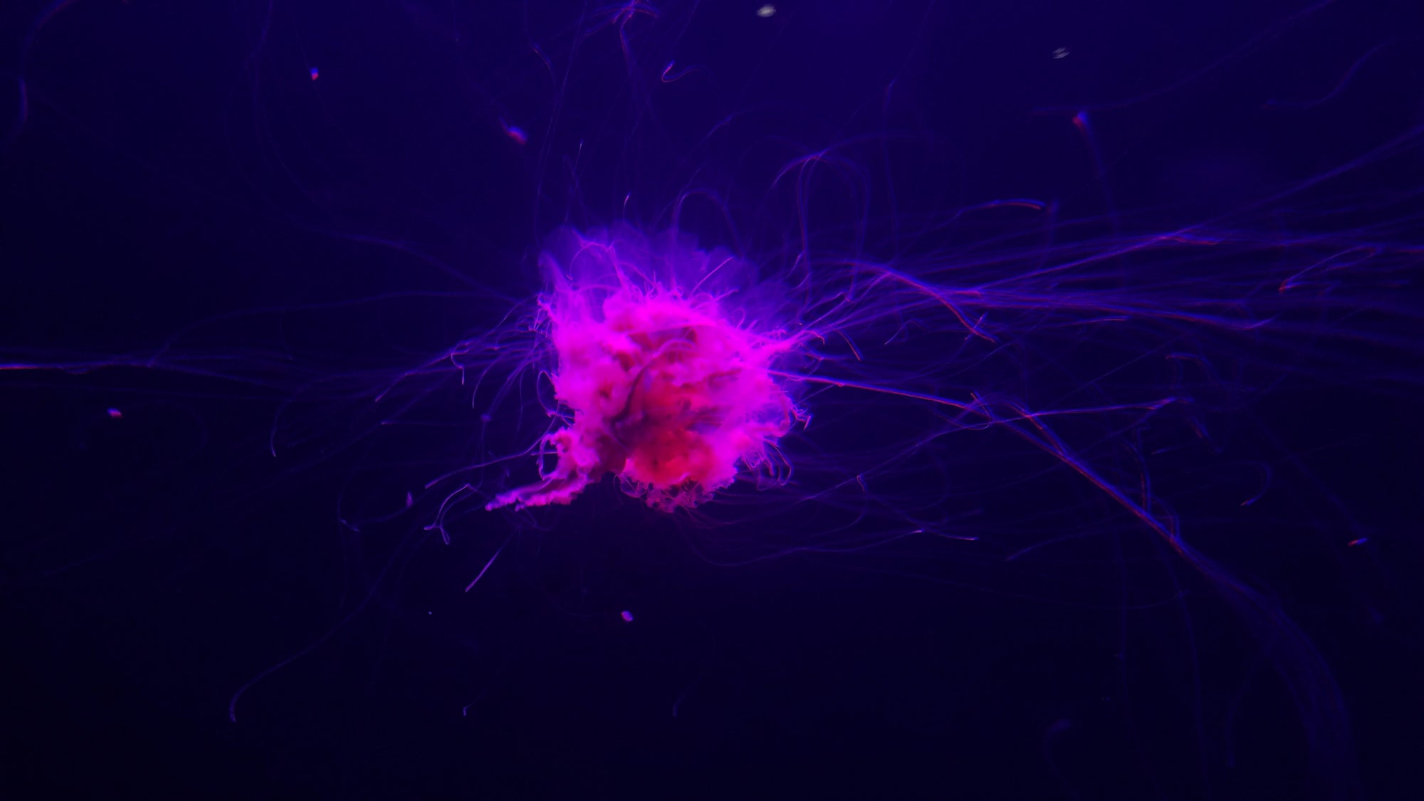 Pink jellyfish-like creature with long tentacles against a dark background in Aquarium at Moody Gardens