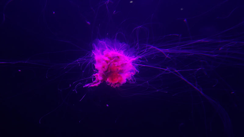 Pink jellyfish-like creature with long tentacles against a dark background in Aquarium at Moody Gardens