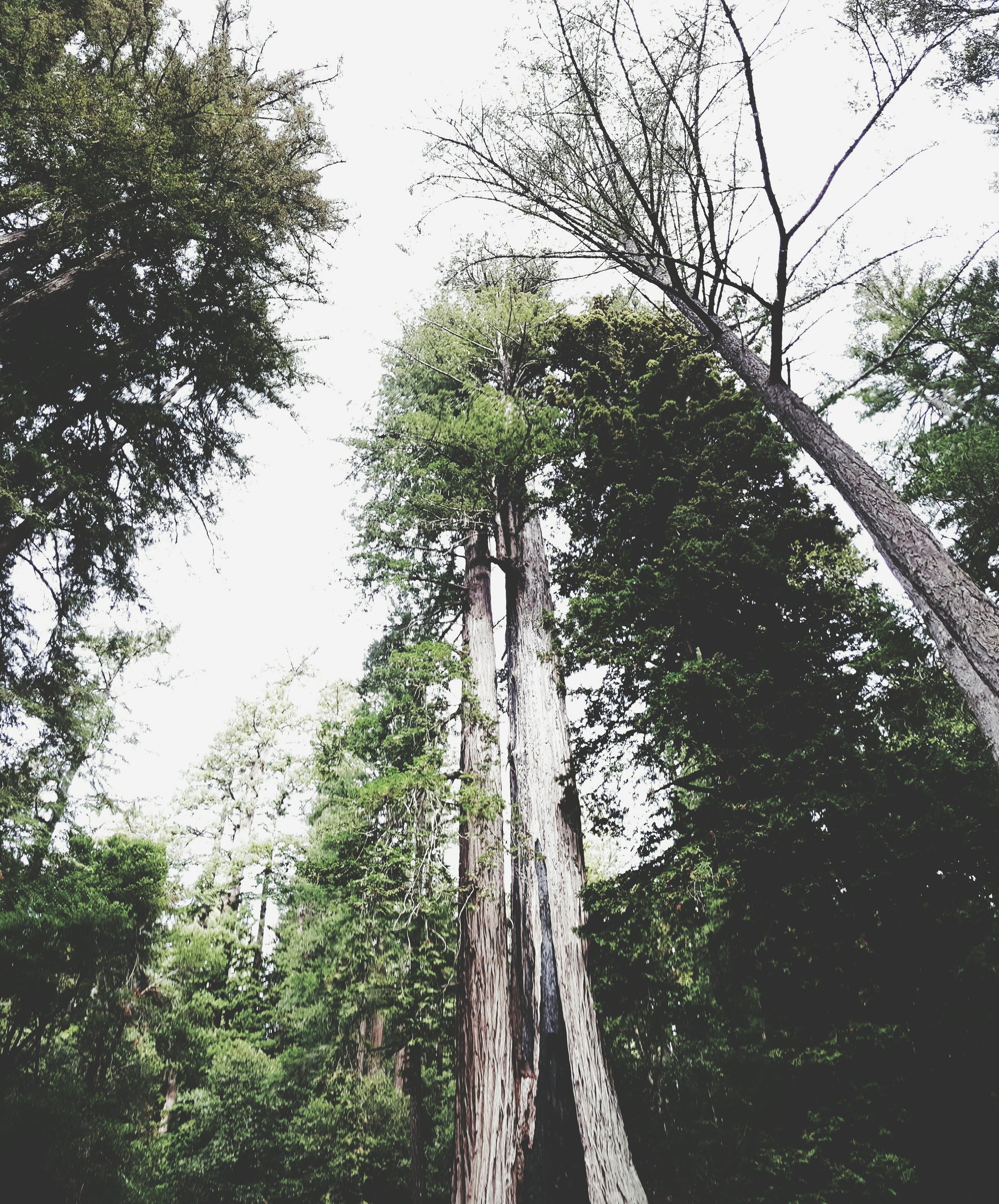 Tall trees in a forest with a clear sky in Big Basin Redwoods State Park, CA