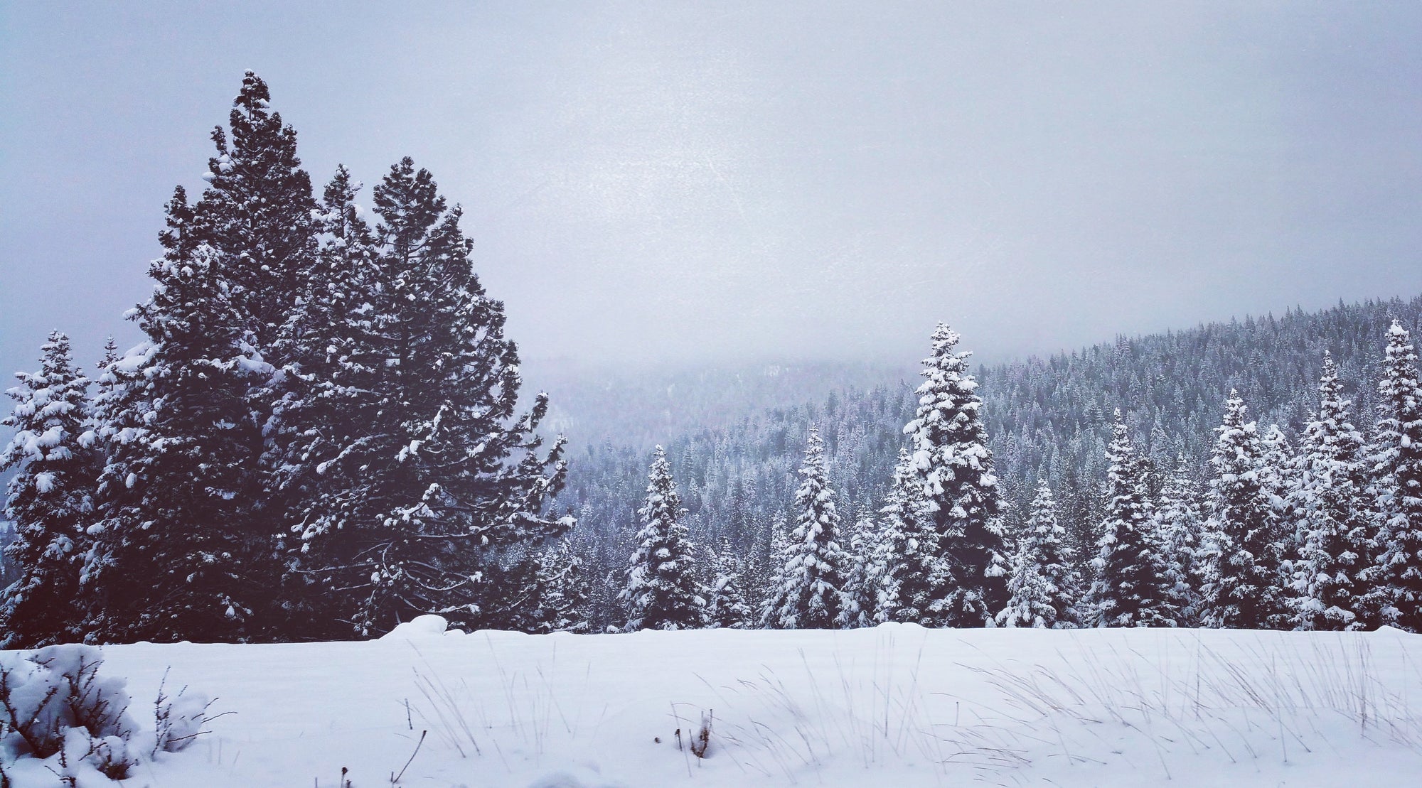 Northstar, CA - Snow-covered trees in a forest with a mountainous background