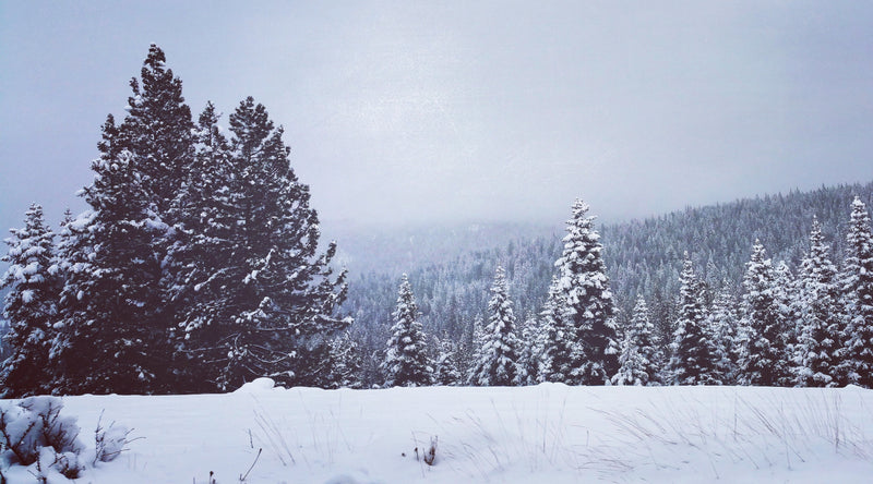 Northstar, CA - Snow-covered trees in a forest with a mountainous background